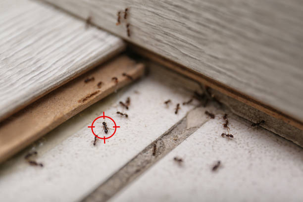 Best Emergency Pest Control  in Mansfield, MO