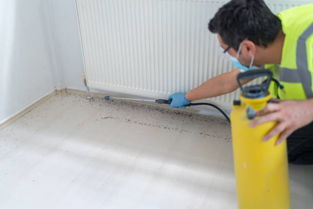 Best Flea Control Services  in Mansfield, MO